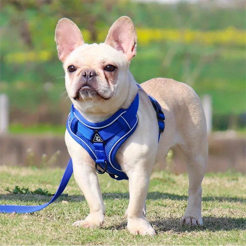 No-Pull Dog Harness & Leash Set – Reflective, Adjustable Vest for Small Dogs & Cats | Quick Release, S–XL (6 Colors)