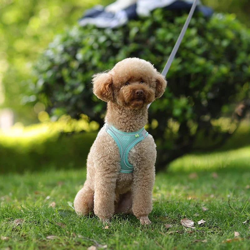 Puppy & Cat Harness Vest Set with Leash – Reflective, Soft Nylon | XXS–L for Chihuahua, French Bulldog & Small Dogs (6 Colors)